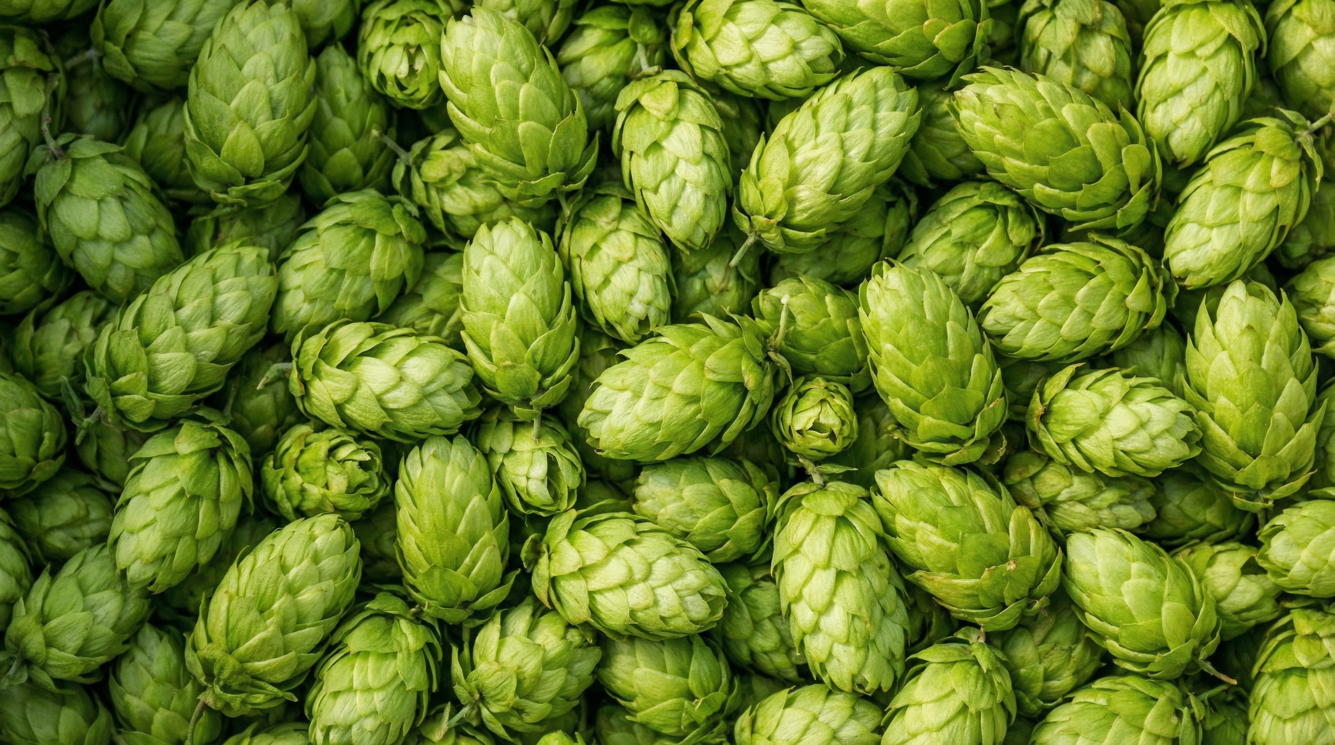 Hops background